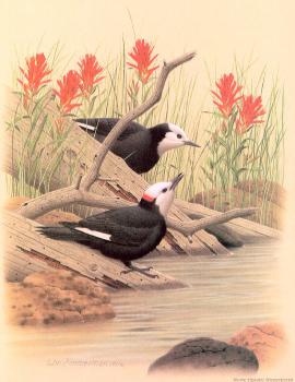 威廉 齊默曼 White-headed Woodpecker
